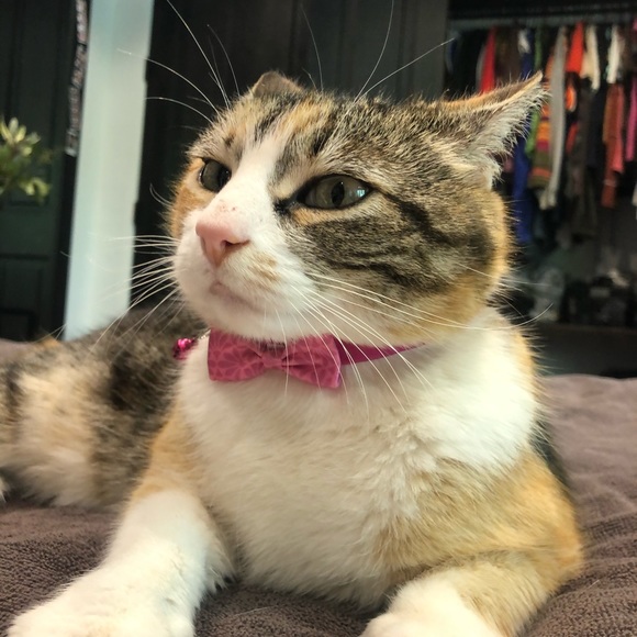 Meet your Posher, Sara - Picture 1 of 1